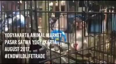 LONG TAILED MACAQUES SOLD AT MARKET – JAKARTA ANIMAL AID NETWORK