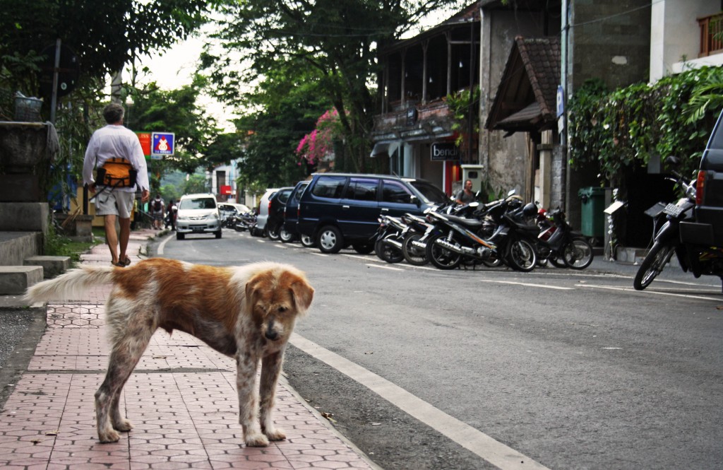 PETS STOLEN FOR FOOD – JAKARTA ANIMAL AID NETWORK